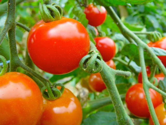 トマトの育て方 作り方 栽培方法 家庭菜園 時期 肥料 - あいうえ ...