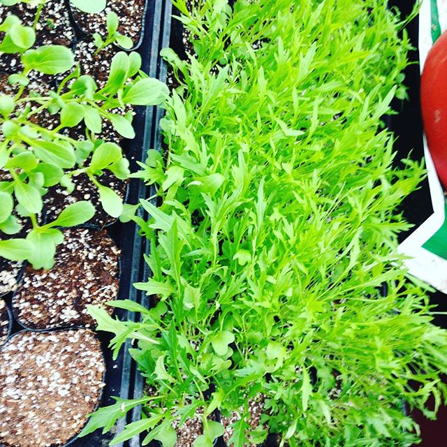 鮮やかな緑色の水菜が、小学生1年生レベルに育ちました！今日は本降りの雨ですので、今週中に畑に入ります！