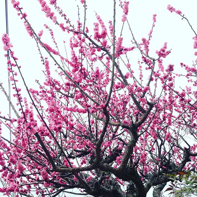 家の梅が、満開です！桜はまだ、つぼみで、山に春が来るまでもう少し