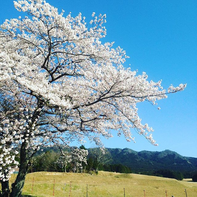 霊山の入口は、満開の桜