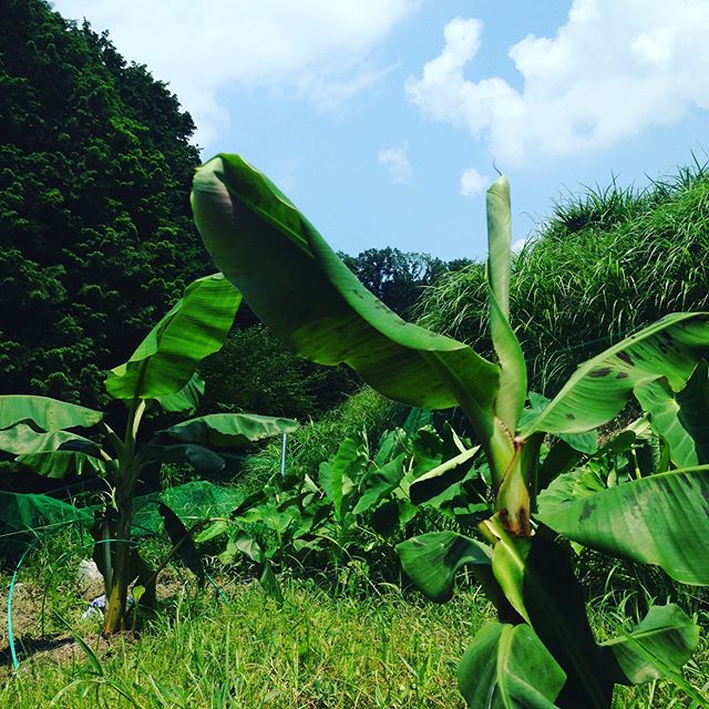 今日も暑い夏！トマトや、トウモロコシ、キュウリなどなど出荷しました。やはり、バナナは何種か植え付けてますが、かなり大きくなりました。