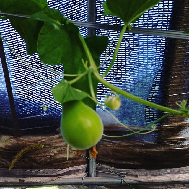 ハウス栽培の瓜科実験してます。成功したら来年作ります。