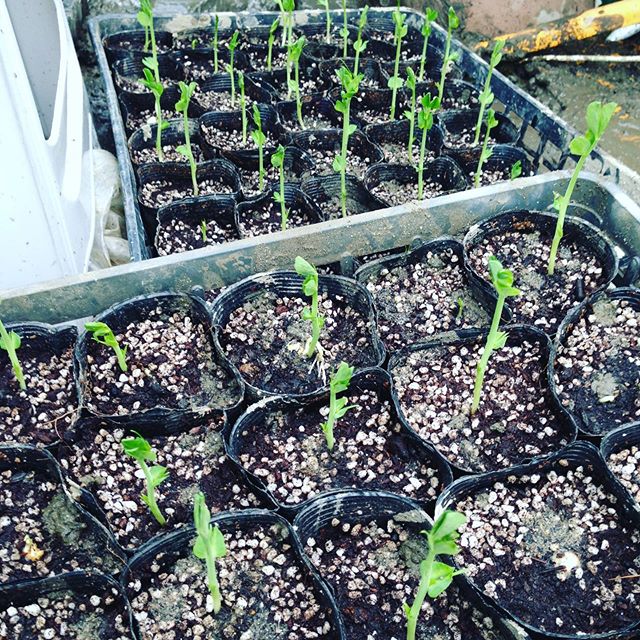 そら豆が発芽してすくすくと成長してます。家庭菜園の方をは来年の春で間に合いますね