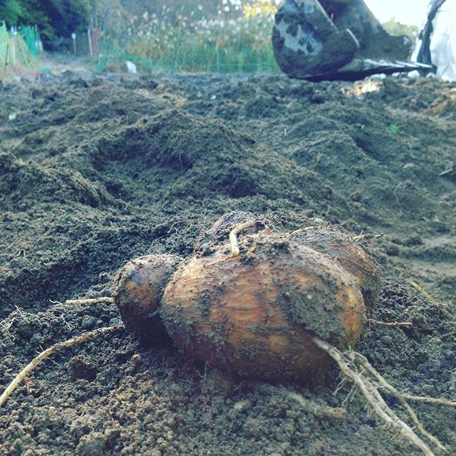 楽に掘り終わりました！この畑だけ土は皮の砂を入れて極力芋の環境に合わせてあるから芋が大きく育ちました。