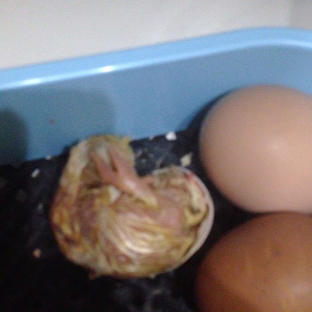 ピィーピィー声がすると思ったら卵からヒヨコが誕生してました！
